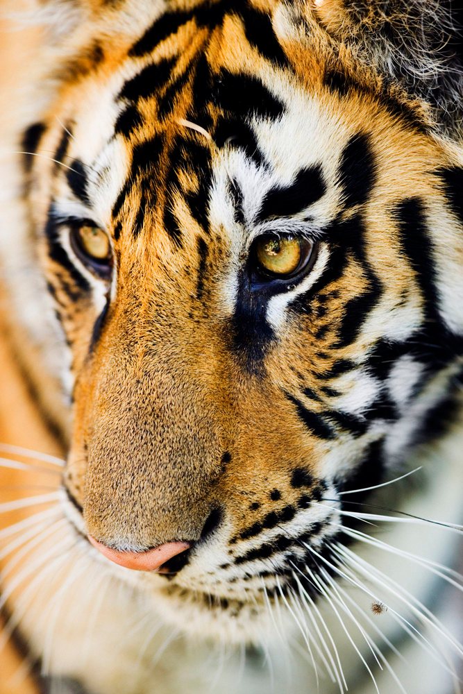 Close-up portrait of a tiger's face showing orange and black striped fur, yellow eyes, whiskers, and a pink nose.