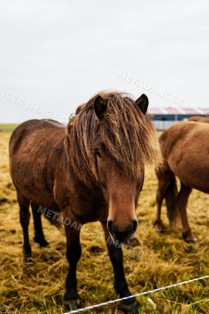 A brown horse stands in a pasture with other horses