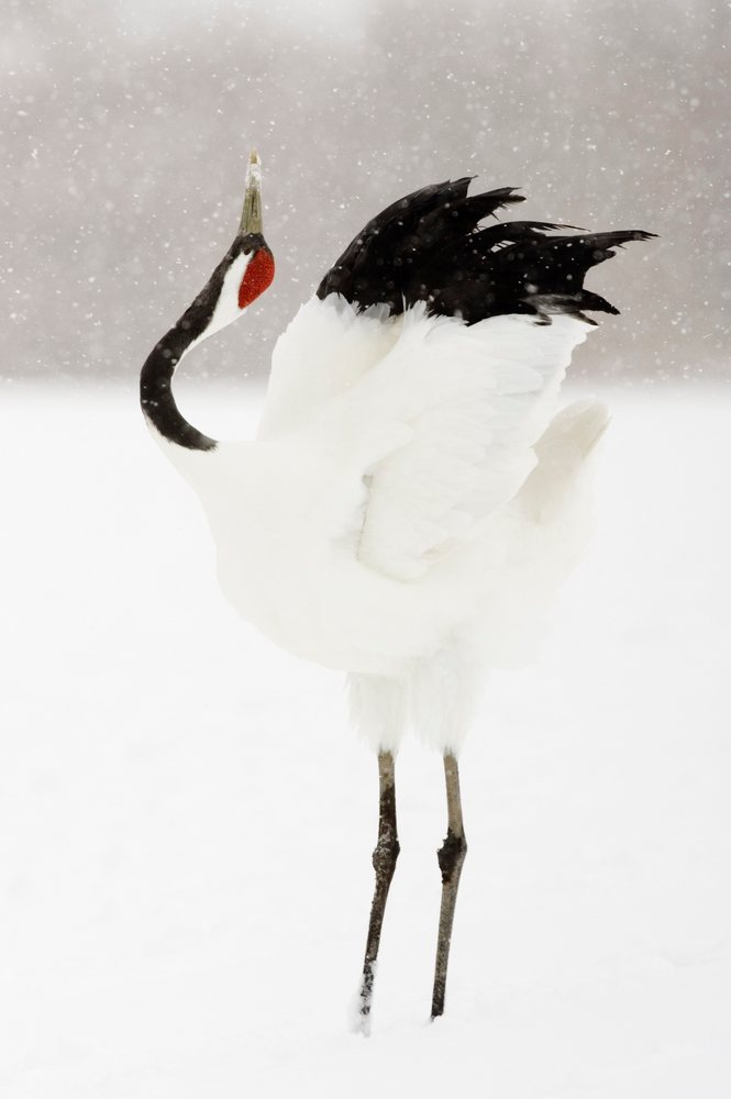 Red crowned crane with raised wings stands on snowy ground during snowfall, Hokkaido, Japan.