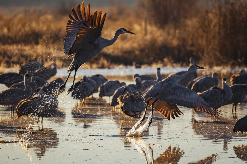Flock of sandhill cranes takes off from a roosting pond at Ladd S Gordon Waterfowl Complex in New Mexico's Desert Southwest under morning sunlight, landscape, wildlife, Bernardo Waterfowl Management Ar, USA.
