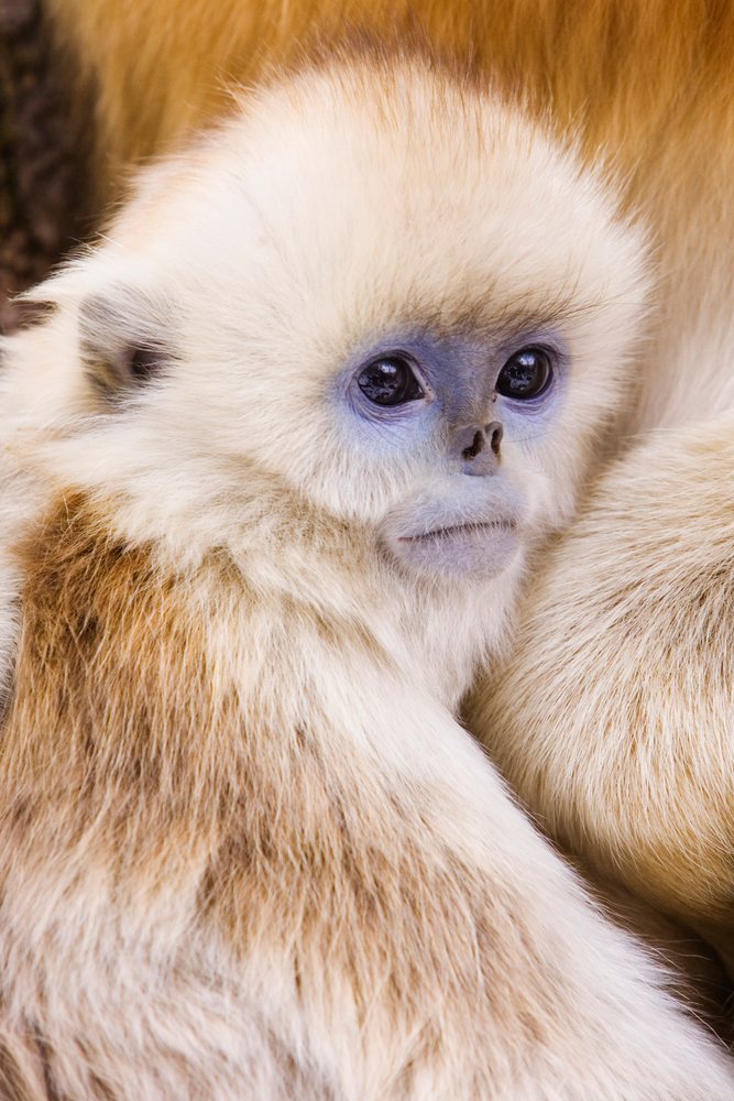 Baby golden monkey with fluffy fur and large eyes in a natural outdoor setting in the Qinling Mountains, Shaanxi Province, China.