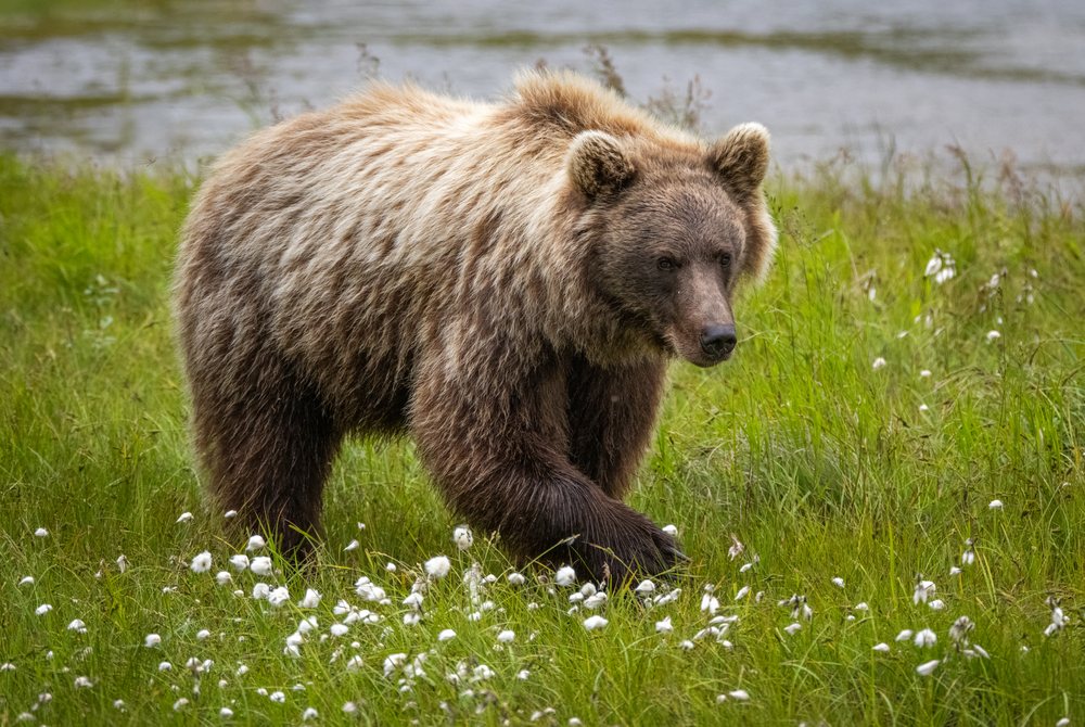 Alaskan Brown bear walking through grassy meadow with white flowers near water, Katmai National Park, Alaska, USA.