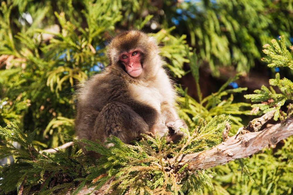 Japanese macaque primate sits on a green coniferous tree branch in a forest in during winter, Japan, Asia.