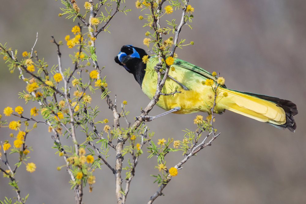 Green Jay with blue, black, and yellow plumage perches on a Huisache Bush branch with yellow flowers at Santa Clara Ranch, Wildlife, McCook, Texas, USA.