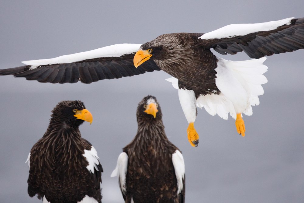 Steller's sea eagle flying near perched eagles, Hokkaido, Japan.