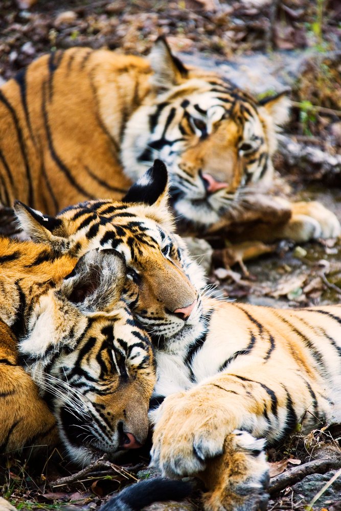 Three tigers resting closely together on the ground outdoors.