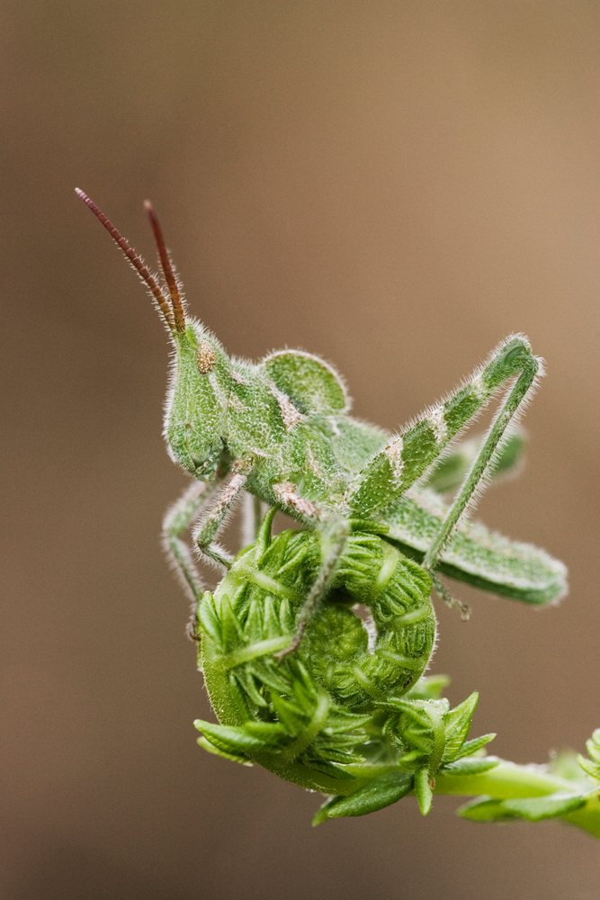 Close-up macro photo of a green grasshopper perched on a coiled young fiddlehead fern in a natural outdoor Texas setting, wildlife, USA.