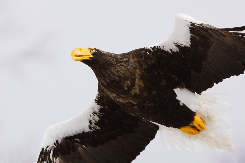 Steller's sea eagle soaring over a winter sky, displaying its distinct dark and white feathers with yellow beak and talons visible, Japan, Asia.