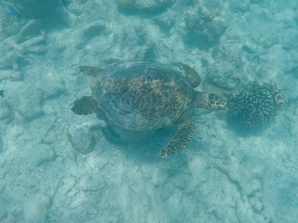 A sea turtle swimming above a coral reef underwater in the, Maldives.