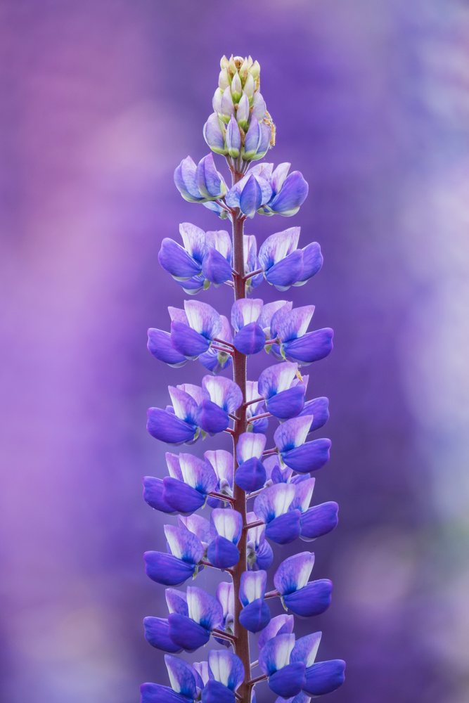 Purple Lupines flower spike blooming outdoors in a natural setting during summer, Landscape, Wildlife, Lifestyle, Summerford, Newfoundland & Labrador, Canada.