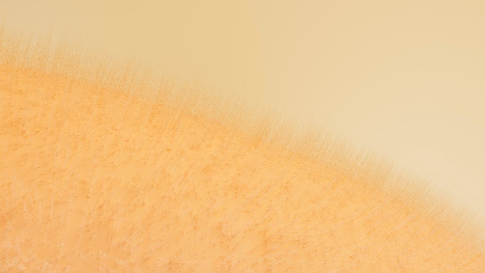 Dry grass field under soft light, showing arid ground and sparse vegetation in a natural outdoor setting.