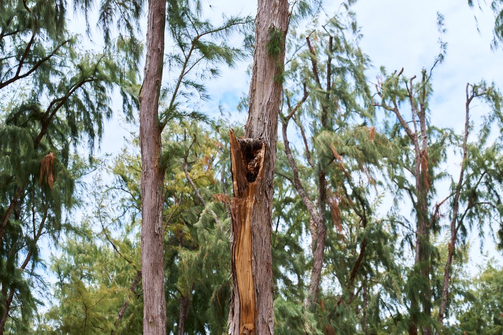 Damaged tree trunk with splintered bark in a green forest with coniferous trees under daytime sky, Hawaii, USA.