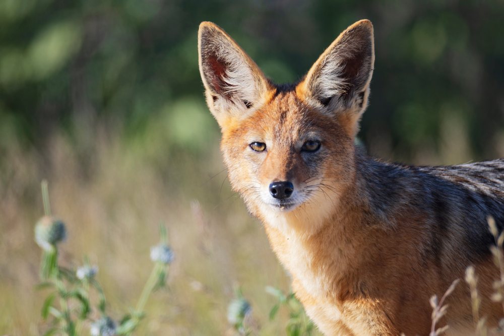 Portrait of a black-backed jackal in its natural grassland habitat at Dolomite Camp, landscape, wildlife, Etosha National Park, Kunene Region, Namibia.