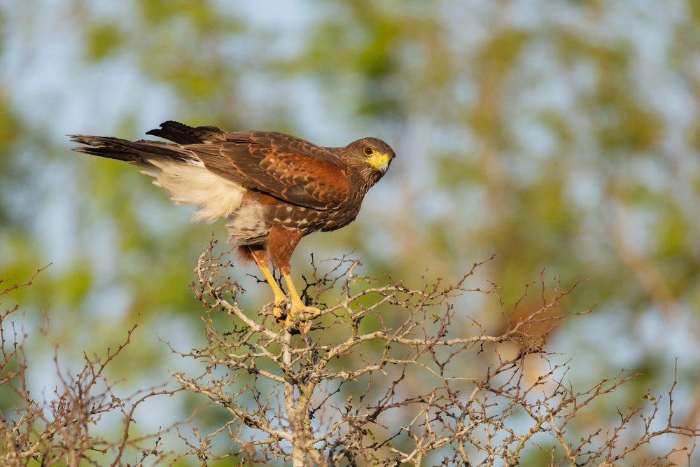 Harris hawk with brown and white feathers perched on a leafless tree branch in the natural habitat, Wildlife, McCook, Texas, USA.