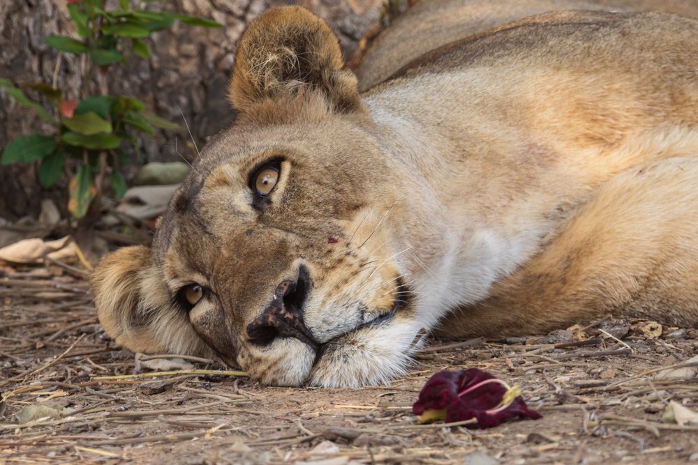 Lioness resting on dry leaves near tree bark, Wildlife, Mfuwe, South Luangwa National Park, Zambia.