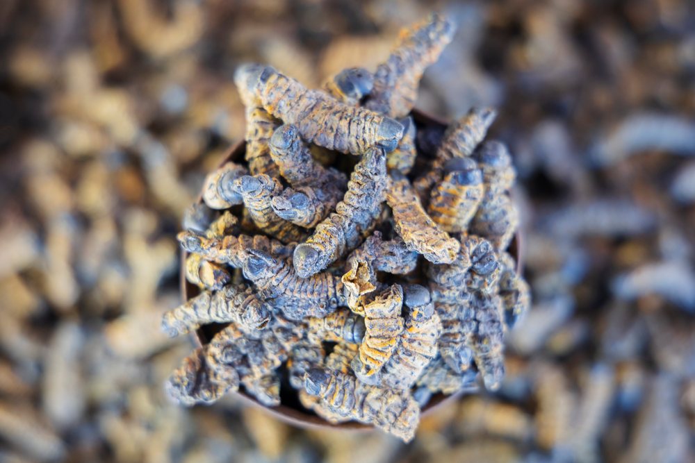 Cluster of dried Mopane Worms displayed in a container with others scattered, at Oshetu Community Market, landscape, wildlife, Windhoek, Khomas Region, Namibia.