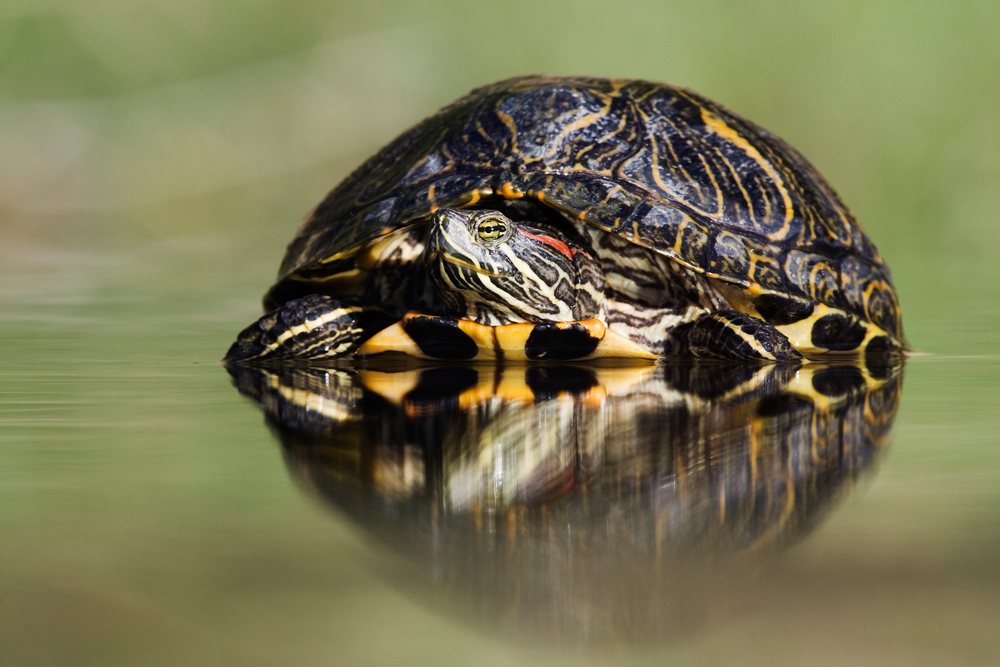 Red-eared slider turtle partially submerged in water with clear reflection, wildlife, Texas, USA.