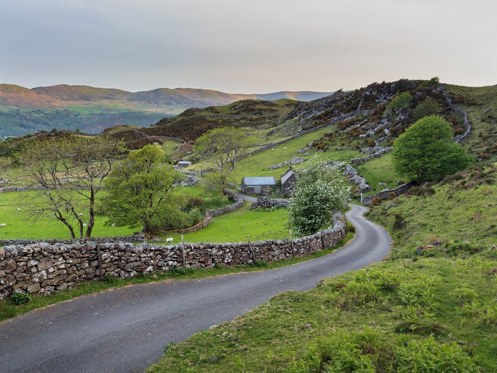 Winding paved road bordered by drystone walls and grazing sheep passes near stone buildings amid rolling green hills, Landscape, Llynnau Cregennen, Gwynedd, Wales.
