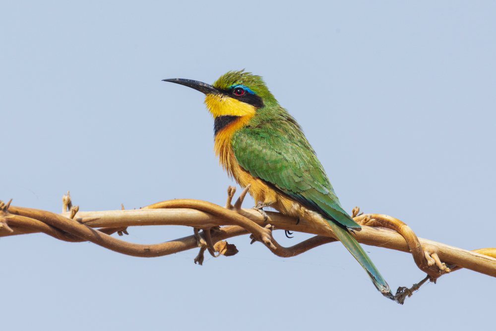 Little Bee-Eater bird with green feathers and a yellow throat perched on a twisted branch, Wildlife, Mfuwe, South Luangwa National Park, Zambia.