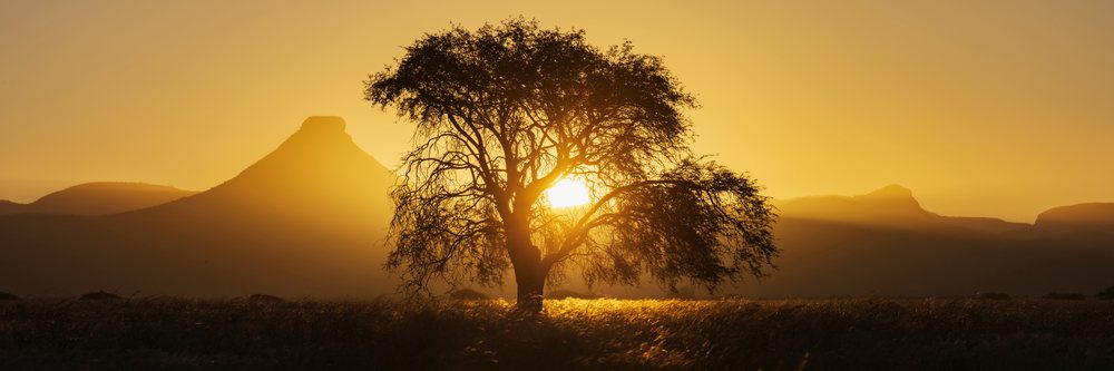 Blackthorn Acacia tree silhouetted against the Sunset with mountains in the background, landscape, wildlife, Etambura, Kunene Region, Namibia.