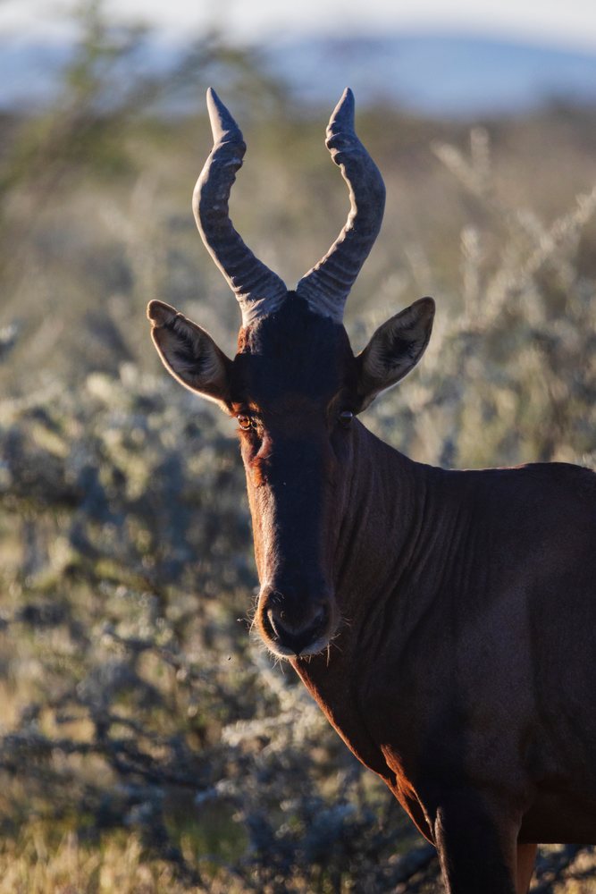 Red Hartebeest with curved horns in natural bush habitat at Dolomite Camp during daylight, landscape, wildlife, Etosha National Park, Kunene Region, Namibia.