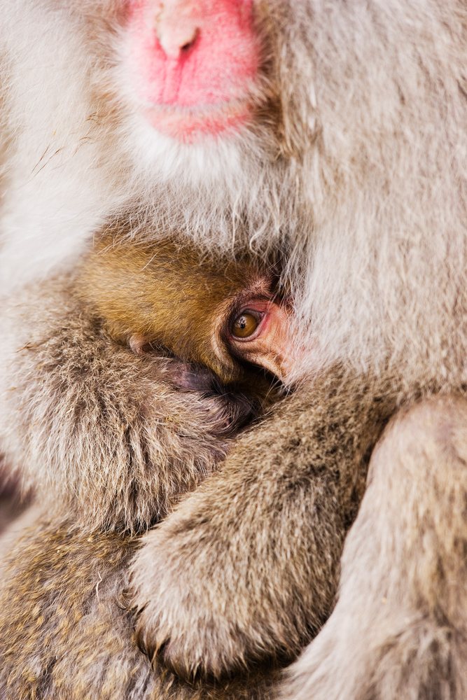 Baby Japanese macaque nestled in mother's fur during winter wildlife scene, Japan, Asia.