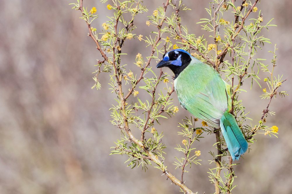 Green Jay with blue face and green feathers perched on a flowering Huisache Bush, Wildlife, McCook, Texas, USA.