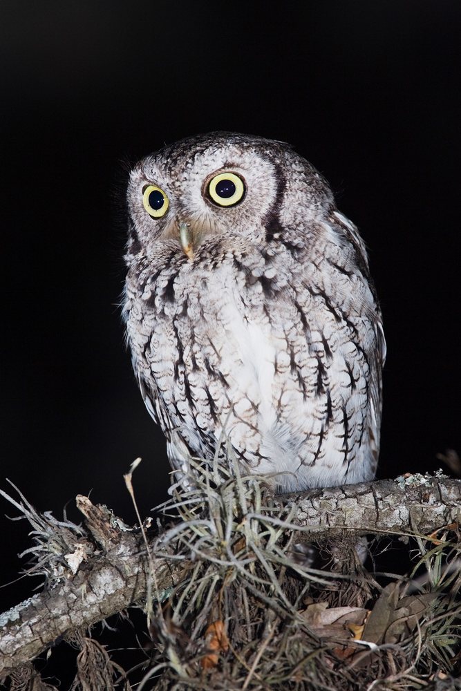 Screech owl perched on a mossy tree branch at night, showing mottled feathers and large round yellow eyes, wildlife, Texas, USA.