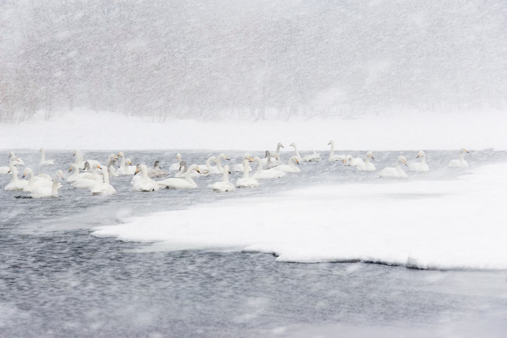 Flock of whooper swans swimming on a partially frozen lake amid heavy snowfall during a winter storm, Japan, Asia.