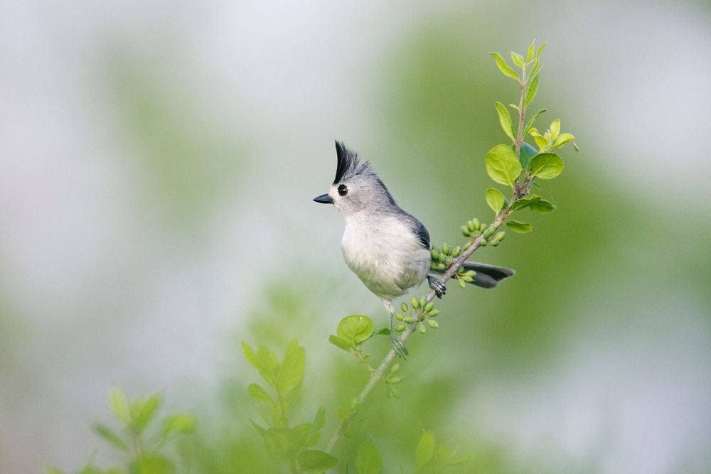 Tufted Titmouse perched on a leafy branch in a natural outdoor habitat, wildlife, Texas, USA.