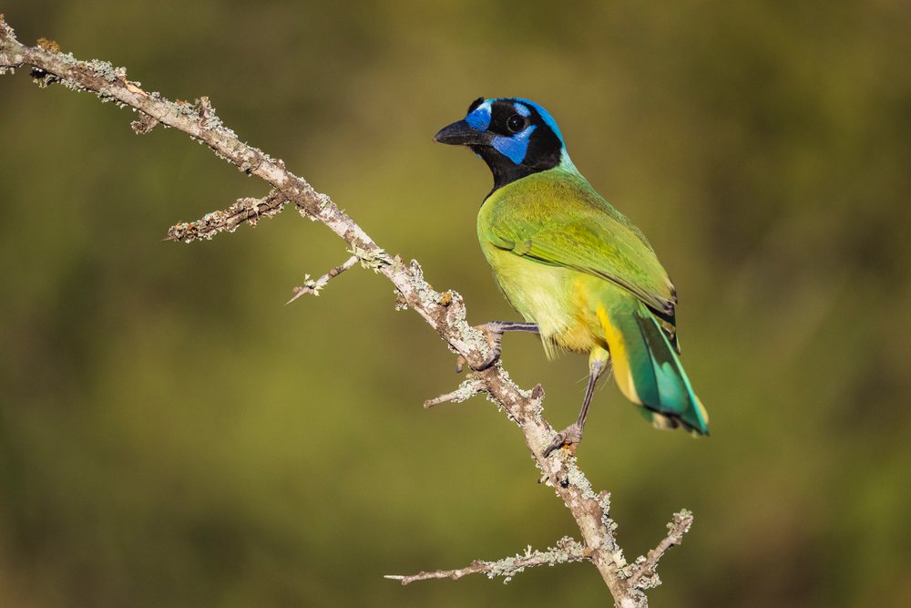 Green jay bird perches on a lichen-covered branch at Sunrise at Santa Clara Ranch, Wildlife, Rio Grande Valley, Texas, USA.