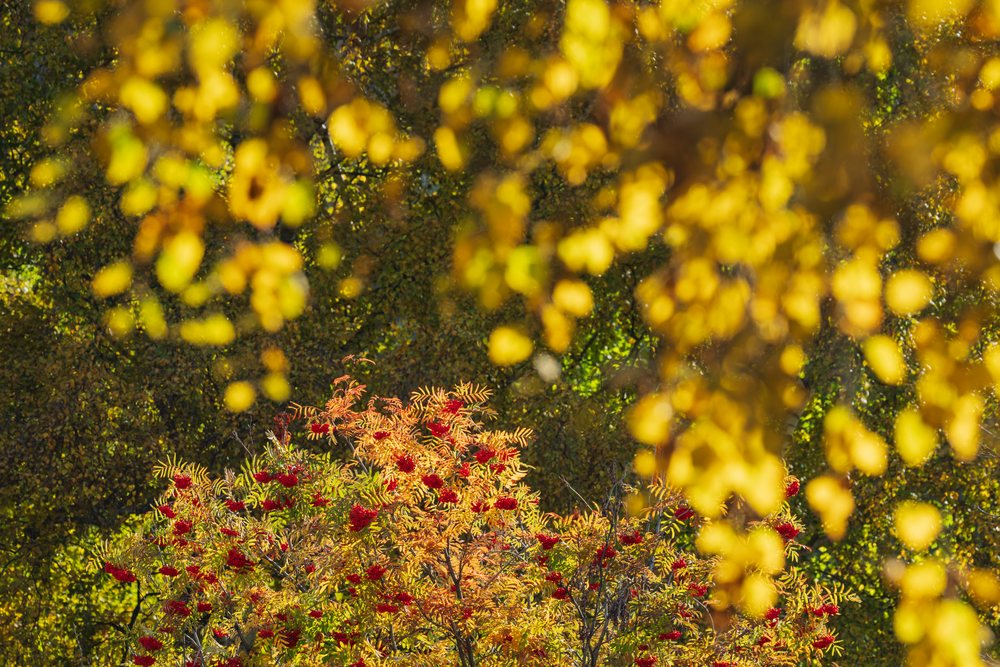 Rowan or Mountain Ash trees bearing red Berries with colorful autumn leaves in a natural outdoor setting, Kazbegi, Georgia.