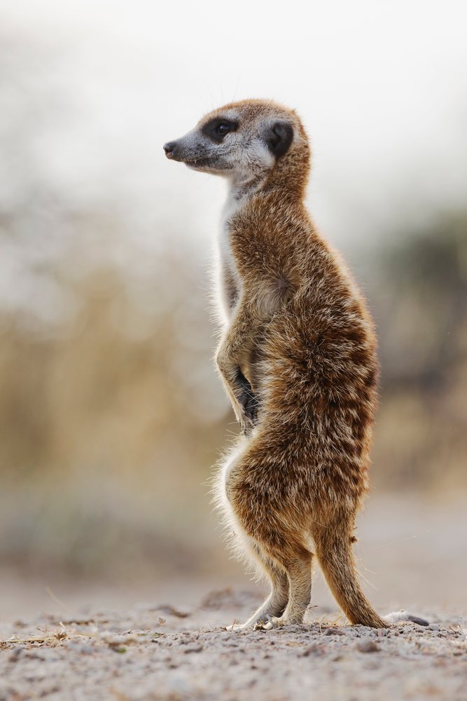 Meerkat standing upright on sandy desert ground at dawn in South Africa's Kalahari Research Center, Wildlife, Vanzylsrus, Northern Cape.