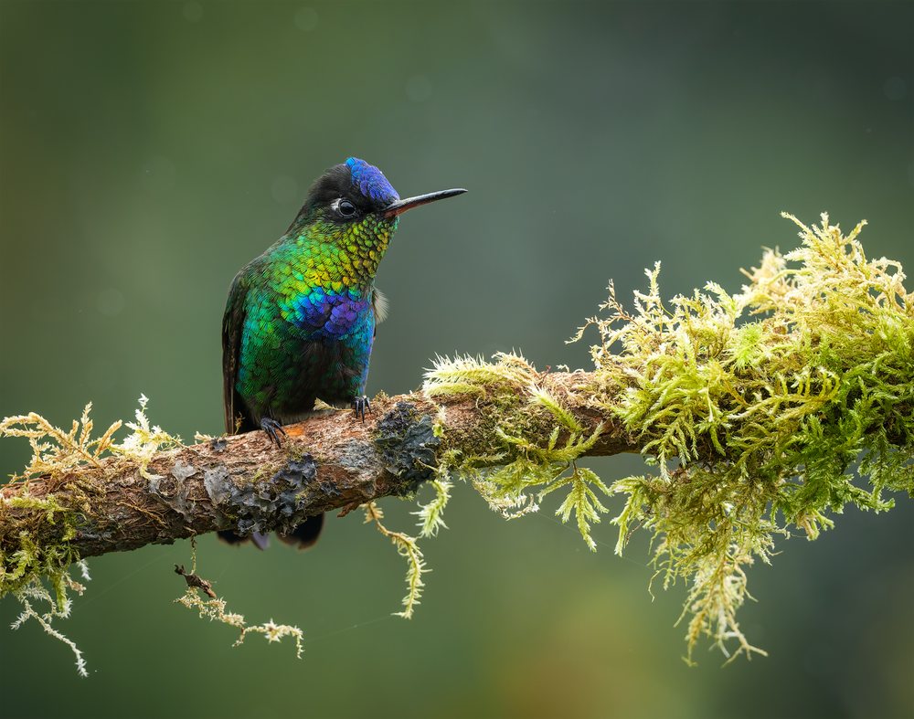 Hummingbird with iridescent green, blue, and yellow feathers perches on a moss-covered branch in a natural outdoor setting.