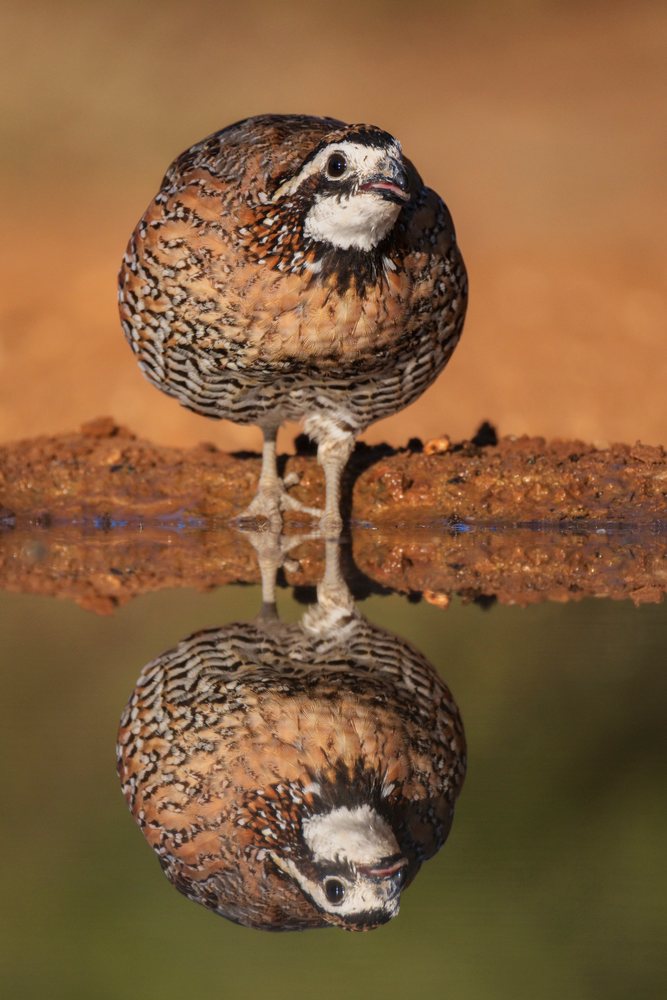 Bobwhite Quail stands on dry ground beside still water reflecting the bird at Santa Clara Ranch, Wildlife, Rio Grande City, Texas, USA.