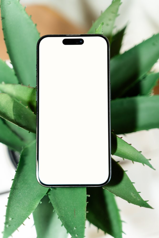 Smartphone with blank screen placed atop a green succulent plant against a white background, mock up, white screen, Spain.