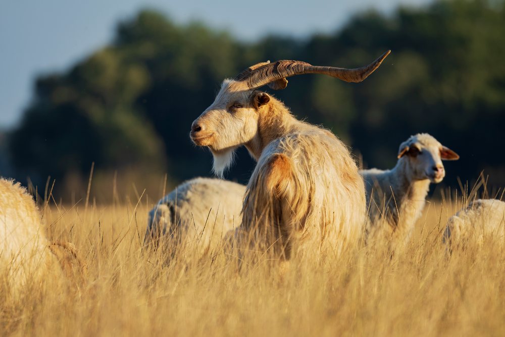 Georgian Tushuri Ram with horns and beard standing in a dry grass field among sheep, Shakriani, Georgia.