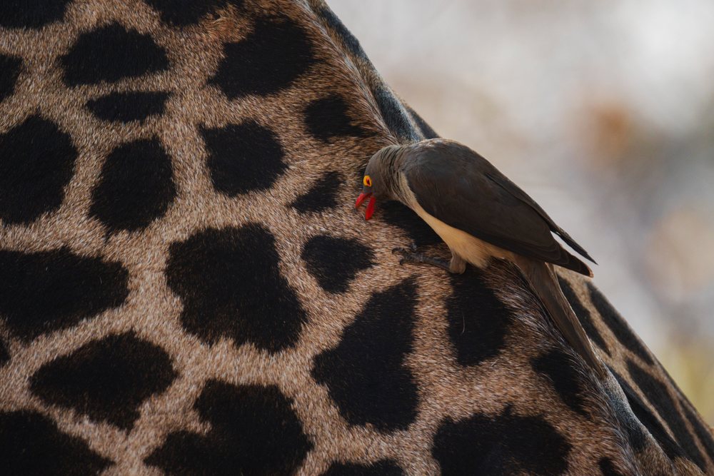 Red-billed oxpecker bird perches on and grooms a Giraffe's spotted hide in an outdoor wildlife scene, Mfuwe, South Luangwa National Park, Zambia.