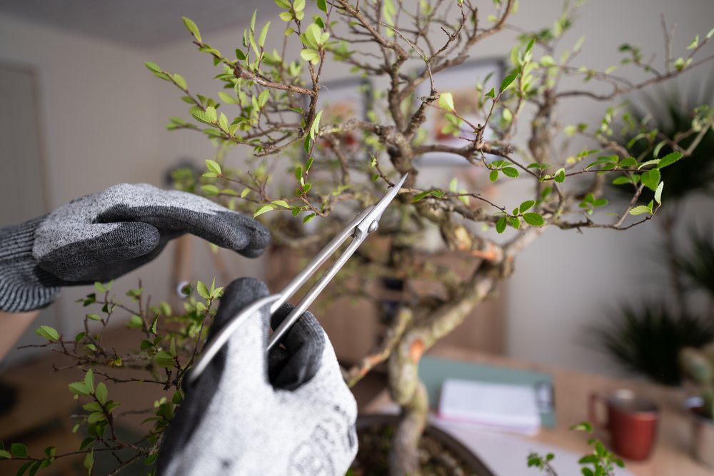 Person wearing gloves trims branches and leaves of a bonsai tree indoors using pruning shears on a table, Spain.