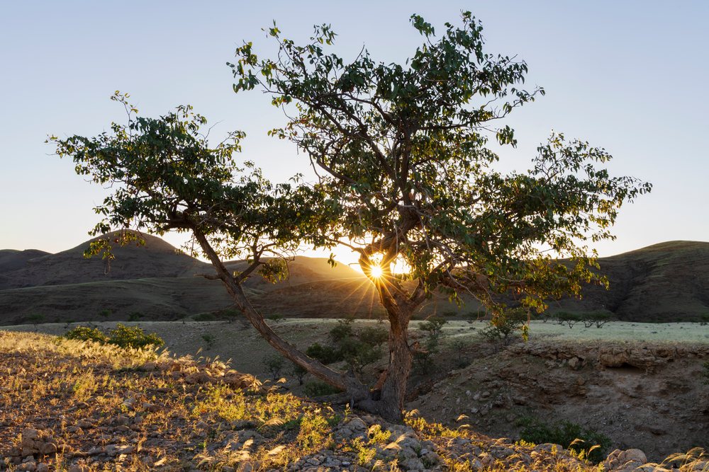Mopane Tree and Silver Bushman Grass are, landscape, wildlife, Sesfontein, Kunene Region, Namibia.