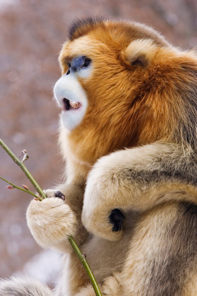 Golden monkey with orange-brown fur eating a green branch in the Qinling Mountains, Shaanxi Province, China.