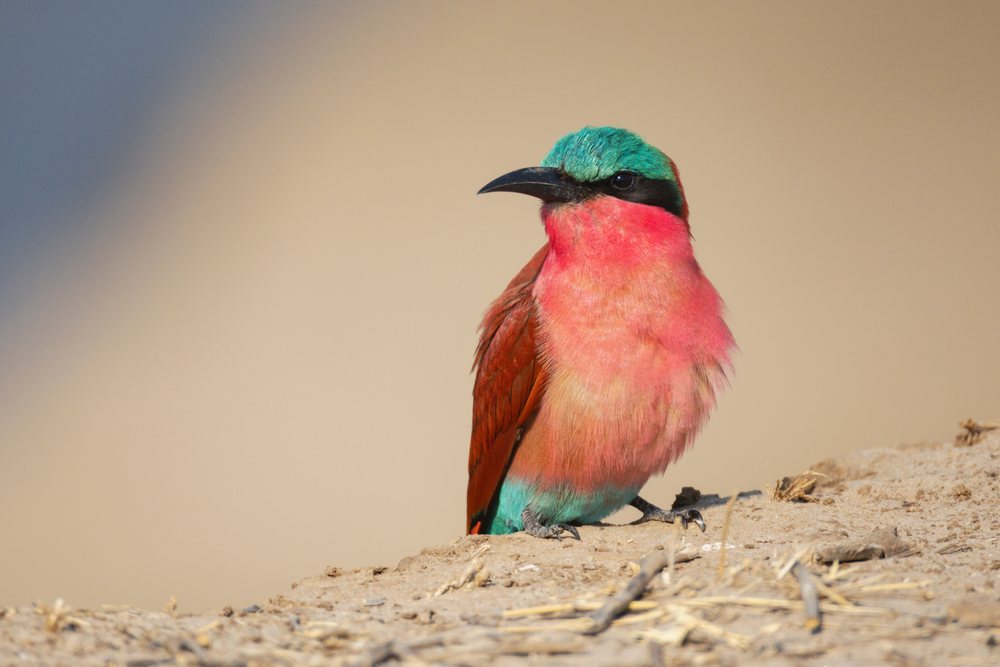 Carmine Bee-Eater with red and turquoise plumage perched on the edge of its nesting colony on sandy ground, Wildlife, Mfuwe, South Luangwa National Park, Zambia.