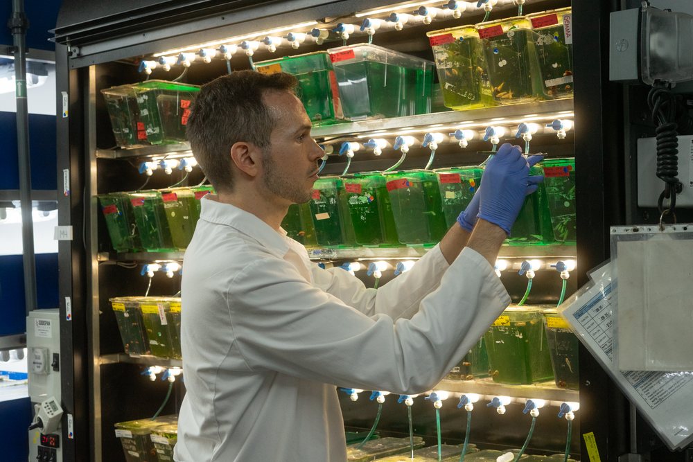 A scientist in a white coat adjusts aquatic tanks with specimen containers in a research laboratory, Spain.