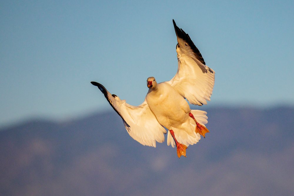 Snow goose in flight with wings spread, landing at Ladd S Gordon Waterfowl Complex in Bernardo Waterfowl Management Area, New Mexico desert, landscape, wildlife, Bernardo Waterfowl Management Ar, USA.