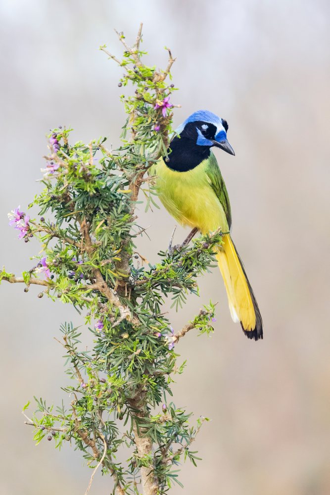 Gren jay with distinctive yellow tail and blue face markings perches on a flowering Guayacán Bush branch at Santa Clara Ranch, South, Wildlife, McCook, Texas, USA.