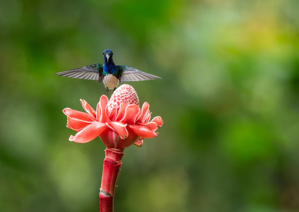 Hummingbird hovering in flight above a red tropical flower with green natural outdoor background.