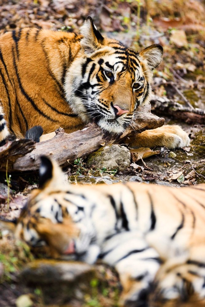 Tiger with orange and black stripes resting on leaf-littered forest floor with head on a wood log, another tiger blurred in the foreground.