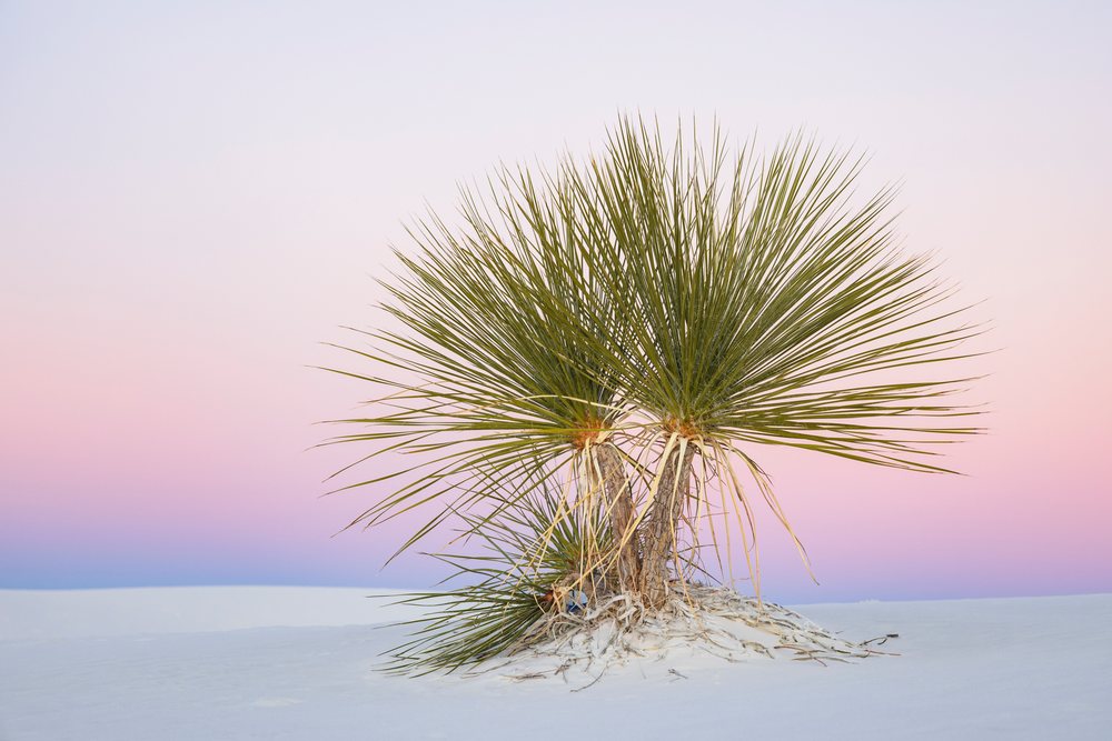 Soaptree yucca plant with spiky green leaves on white sand dunes at dusk in New Mexico desert, landscape, wildlife, Alamogordo, USA.