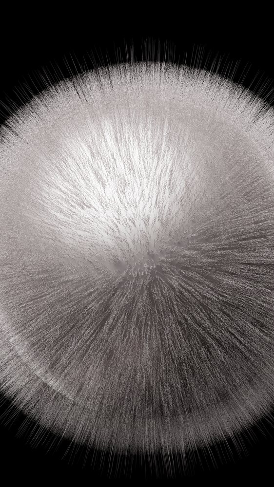 Illustration of a white mold colony showing radiating filaments and spores on a black background.