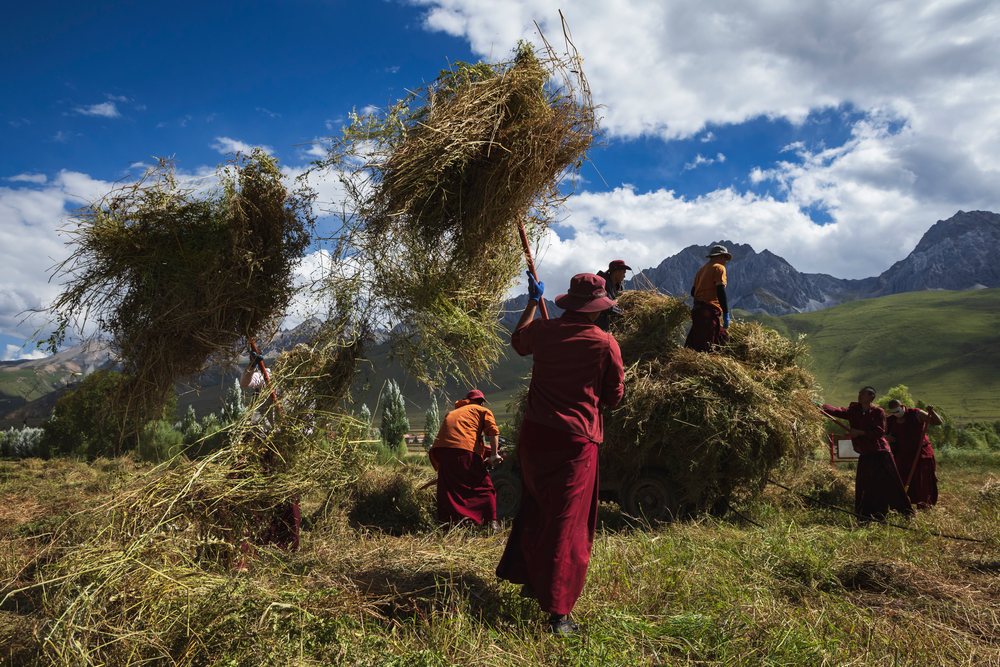 Monks from Dajin Monastery Collect Harvested Soy Beans.